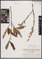 Salix burjatica Nasarow